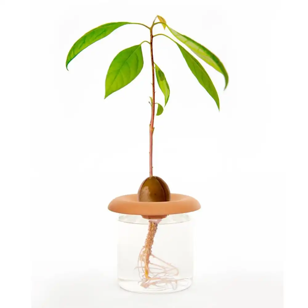 Alternative view of Kikkerland Terracotta Seed Sprouters